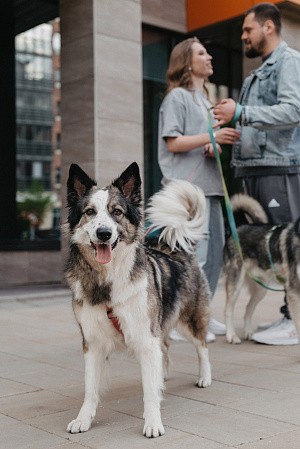 Фотосессия с питомцем